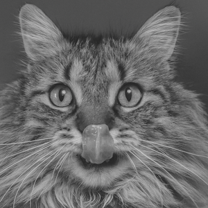 Grayscale